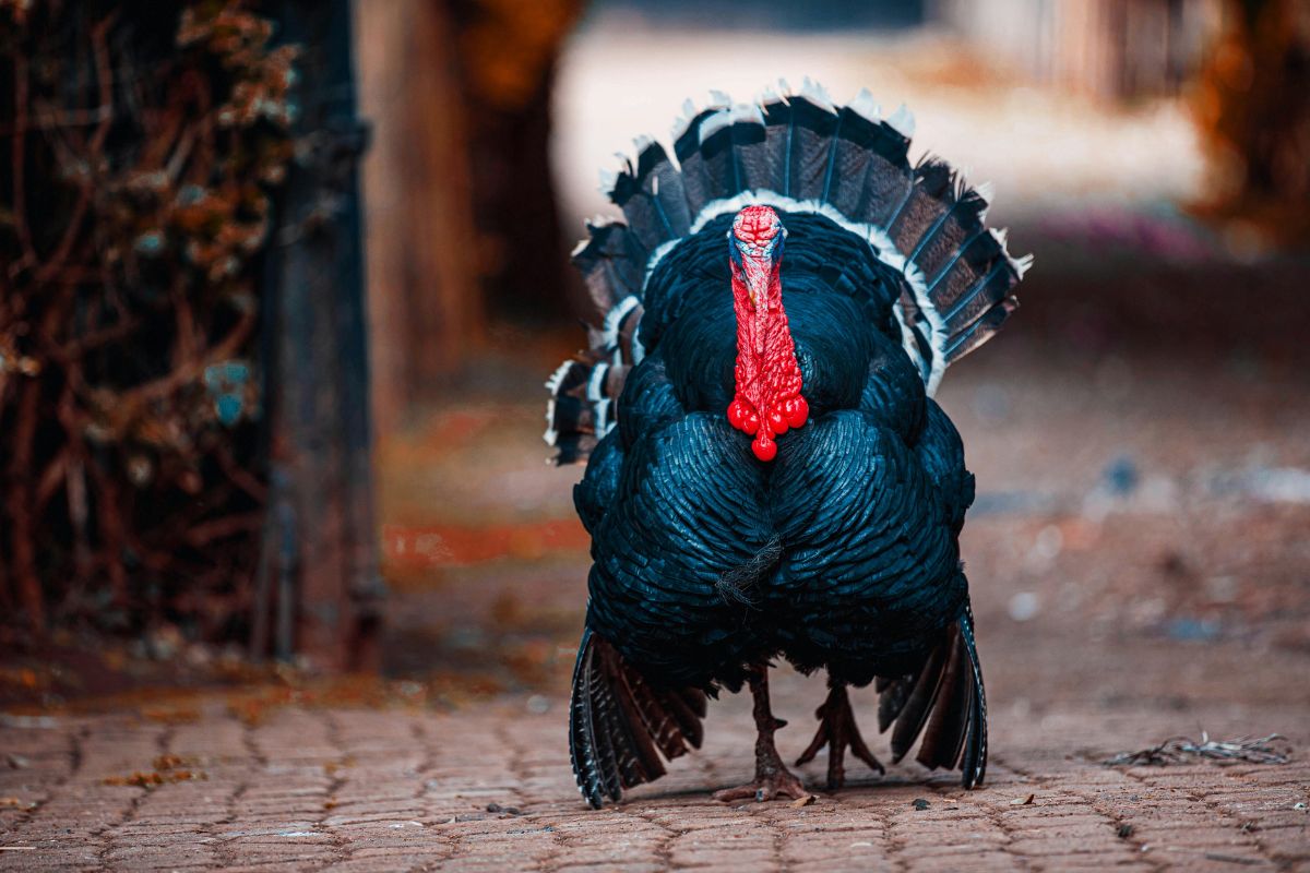 Person walking outdoors as part of thanksgiving fitness tips during the holiday week